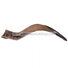 The Mini Yemenite Shofar polished