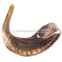 Rams Horn Shofar, semi-polished - Size D