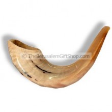 Classical Rams Horn Shofar, polished - Size D