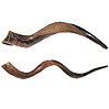 Yemenite Shofar