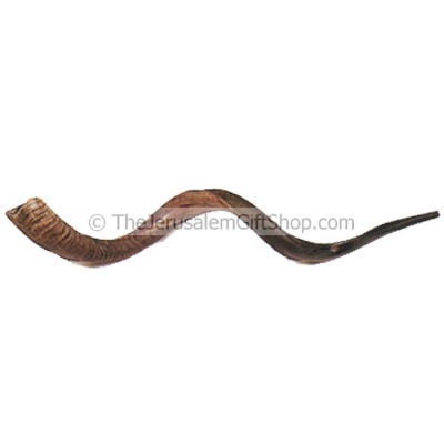Medium Yemenite Shofar polished