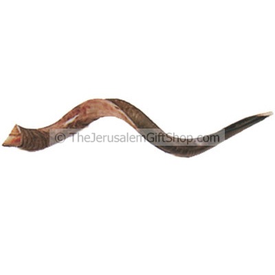 Large Yemenite Shofar polished
