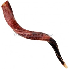 Small Yemenite Shofar polished