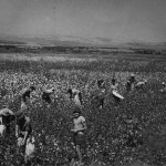 Working the Land