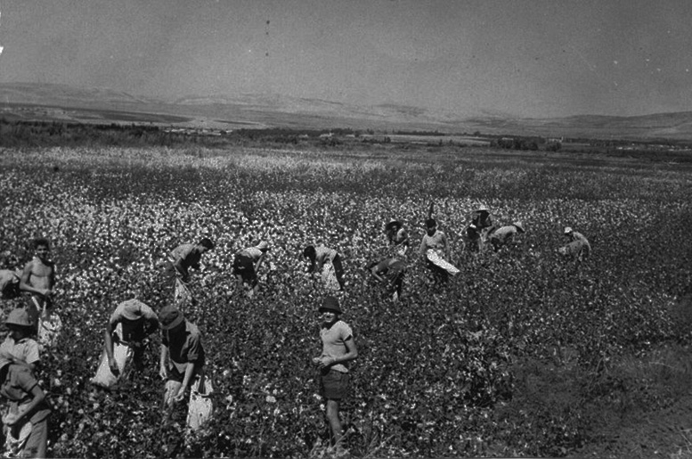 cotton-fields