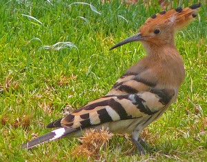 Hoopoe