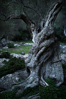 Aged Olive Tree