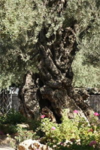 Olive tree in the Garden of Gethsamane