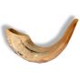 Classical Rams Horn Shofar, polished