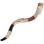 Silver Grafted In - Large Yemenite Shofar
