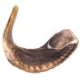 Rams Horn Shofar, semi-polished