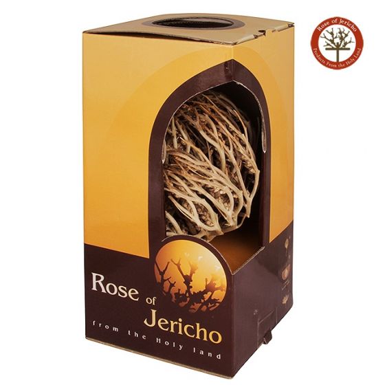 The Rose Of Jericho - Resurrection Plant from the Holy Land - Box