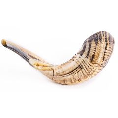Moroccan Shofar 