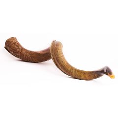 Small Yemenite Shofar - Semi Polished