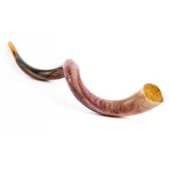 Medium Yemenite Shofar polished