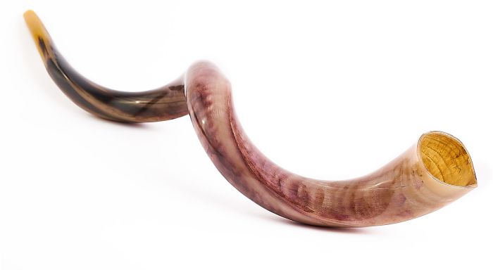 Large Yemenite Shofar polished