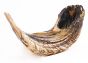 Moroccan Shofar 