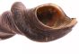 Rare Eland Shofar for Collectors