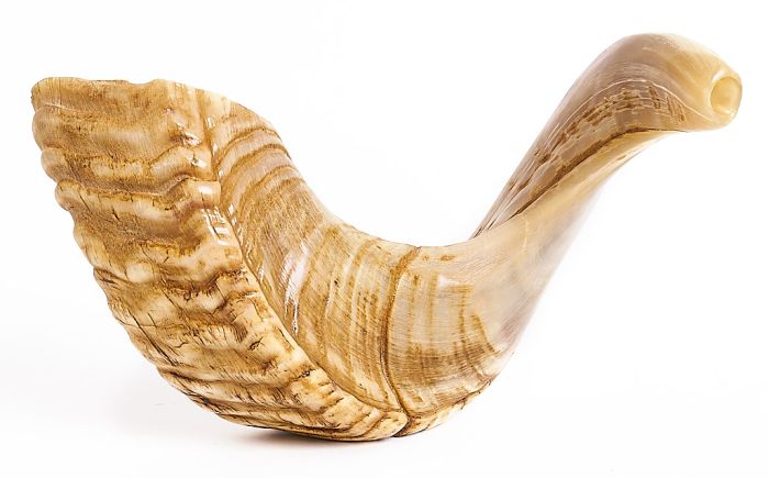 Jericho Shofar - Highest Quality Ram Horn and 100% kosher