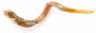 Engraved Yemenite Kudu Shofar - Grafted In