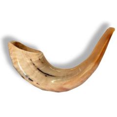 Classical Rams Horn Shofar, polished - Size B