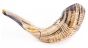 Moroccan Shofar 