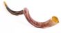 Large Yemenite Shofar polished
