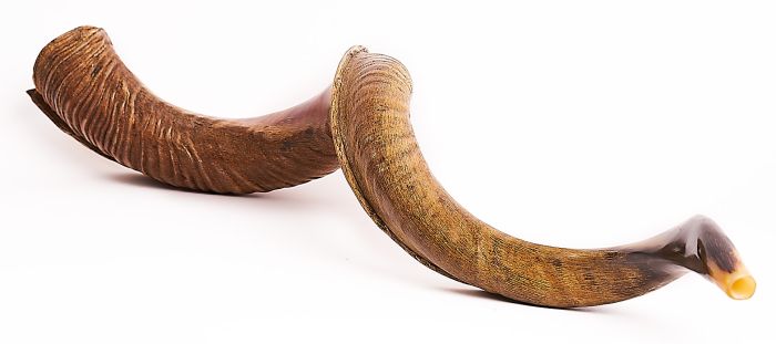 Jumbo Yemenite Shofar - Semi Polished