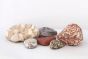 Natural stones from the Middle East Sea