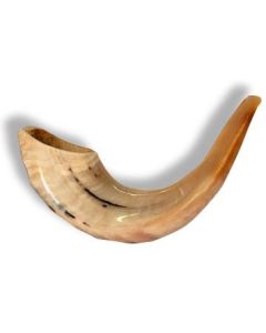 Classical Rams Horn Shofar, polished Size: 10-12 inches