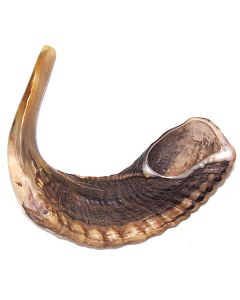 Rams Horn Shofar, semi-polished 8-10 inches 20-25 cm