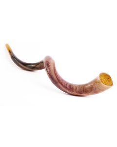 XX-LARGE Kudu Kosher Yemenite Shofar - polished - The Best Quality Sound