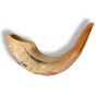 Classical Rams Horn Shofar, polished - Size D